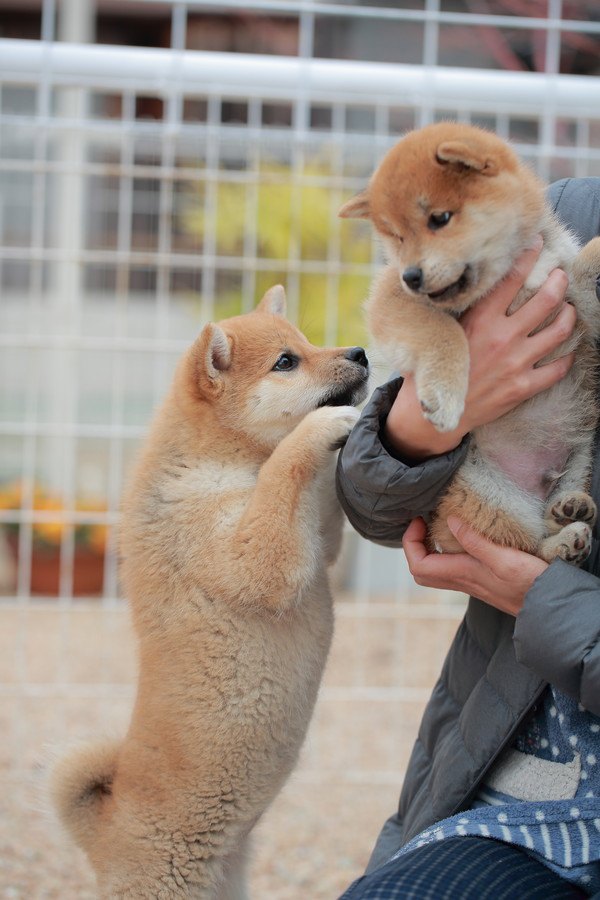 二頭の柴犬の子犬