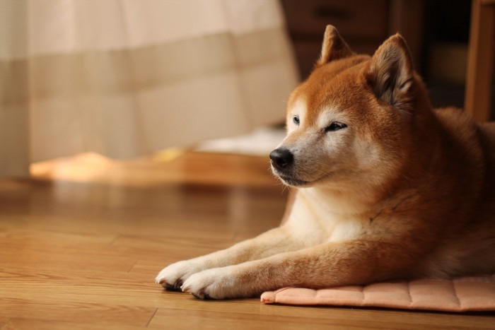 ウトウトする柴犬