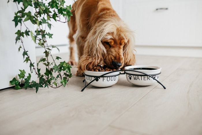 ドッグフードを食べる犬