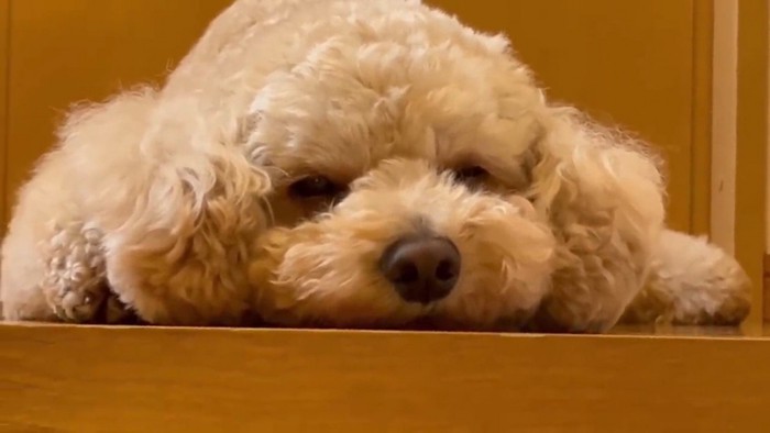 眠そうなので、そっとしておくことに