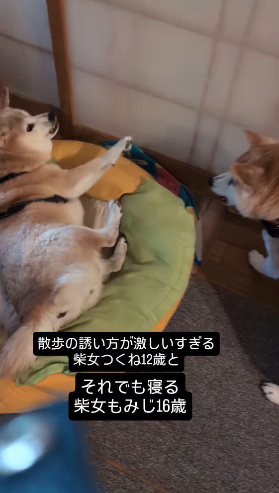 近くで吠えられて体をこわばらせるお姉ちゃん犬