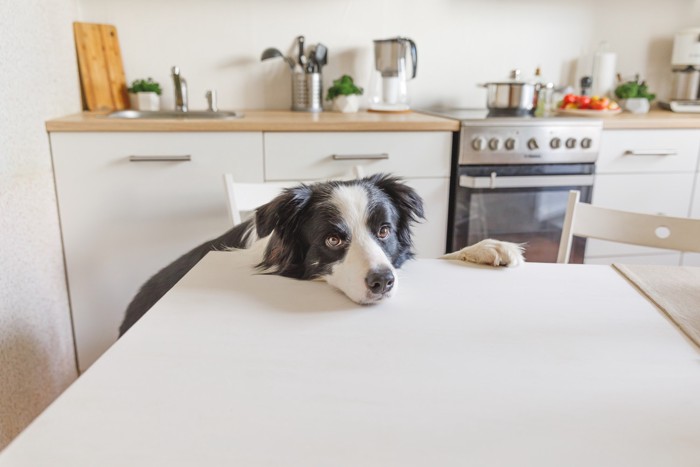 台所近くのテーブルに顎を乗せる退屈そうな表情の犬