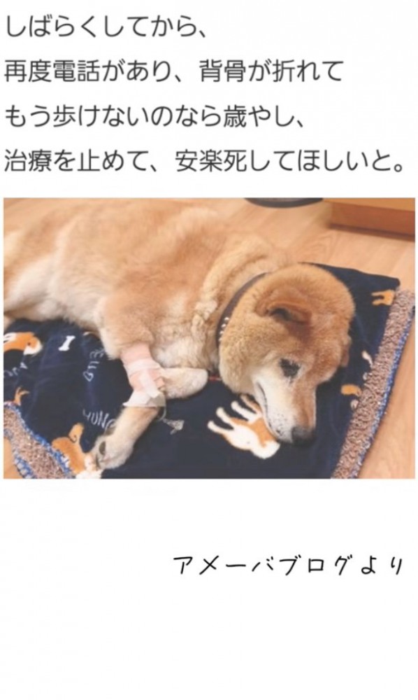 横になる老犬