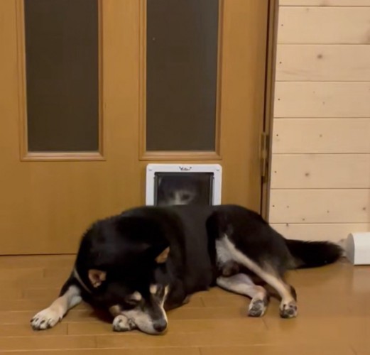 扉の前で寝転ぶ柴犬