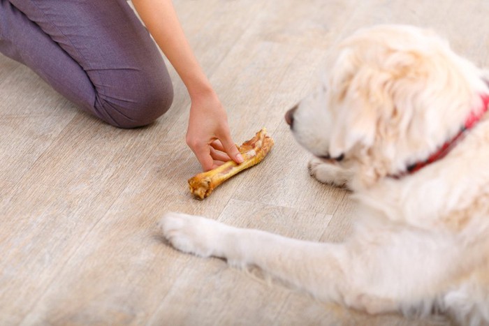 骨に向かってマテをする犬