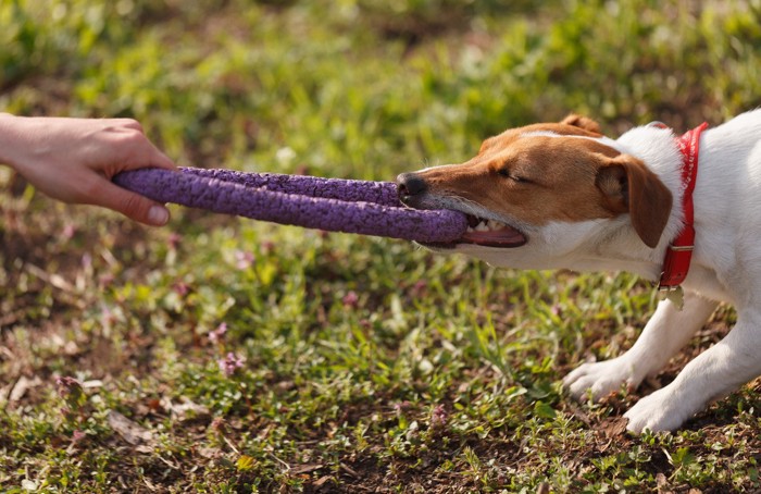 ひっぱるおもちゃを離そうとしない犬