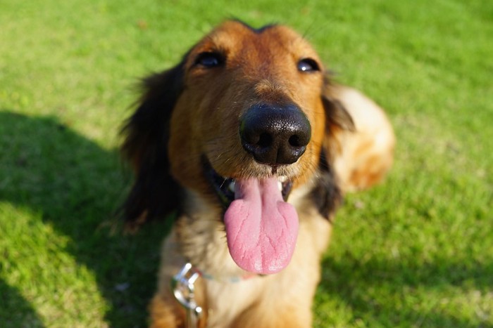 嬉しそうにこちらを見つめる犬