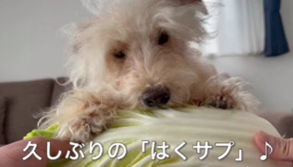 久しぶりの白菜に歓喜♪