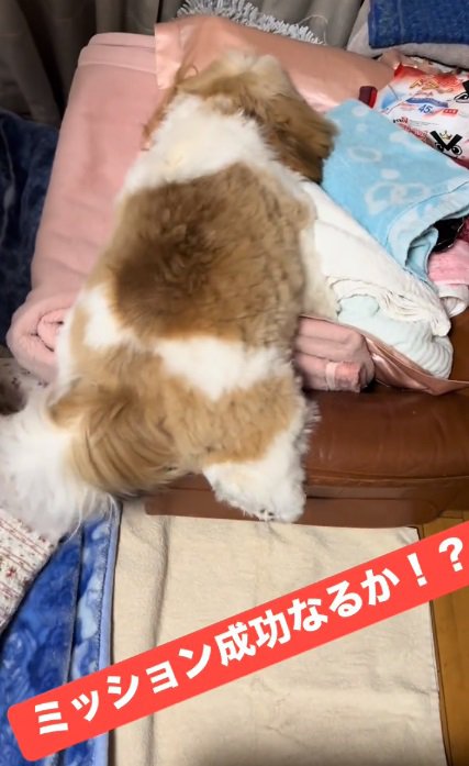 後ろ足が落ちた太郎くん