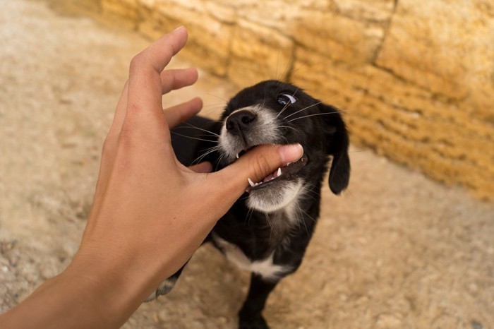 人の手を噛む犬