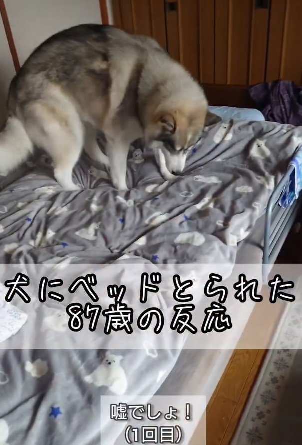 寝床を探す大福くん