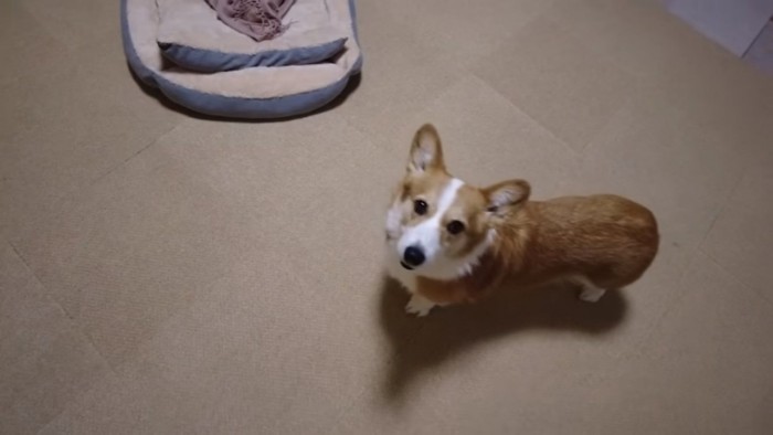 コーギー犬のはなちゃん