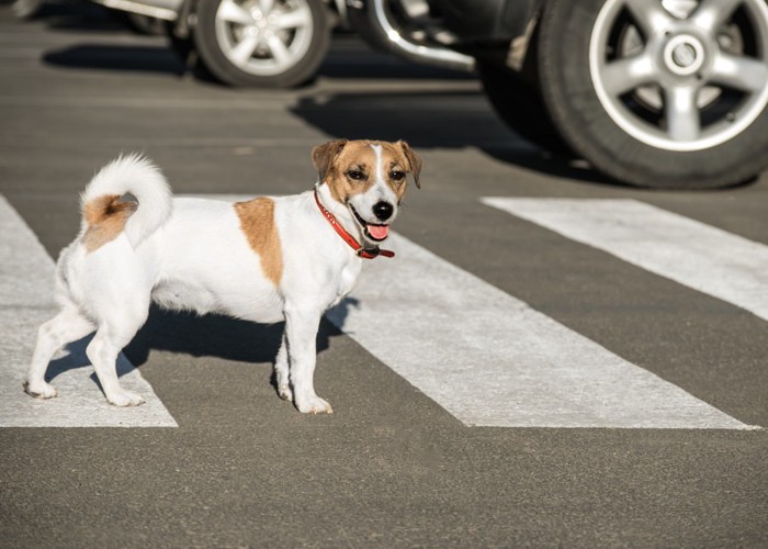 横断歩道を渡る犬