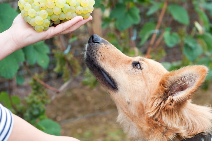 人が手に持つマスカットに鼻先を近づける犬