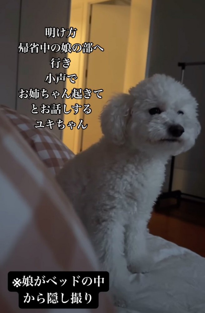 訴えかける犬