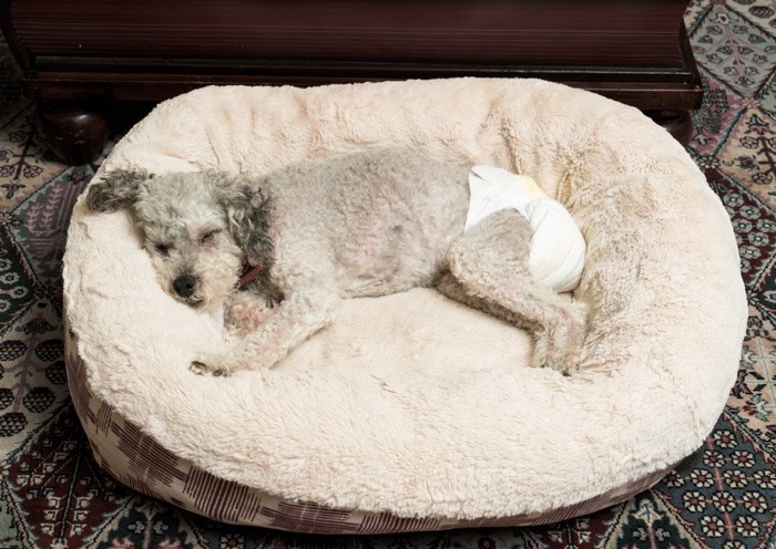 ベッドで眠る老犬