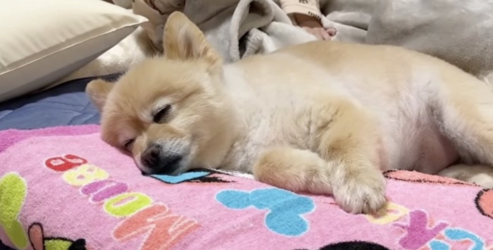 布団の上で眠る犬