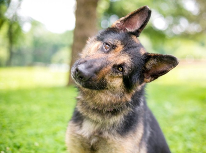 首をかしげる犬