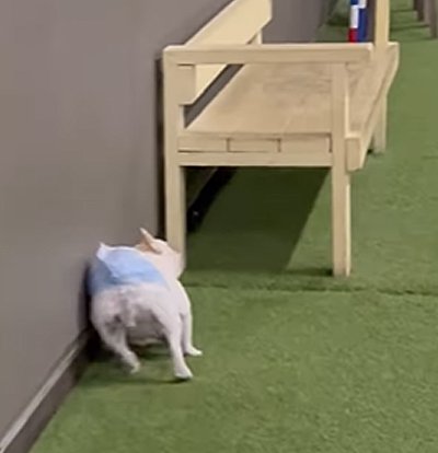 オムツに不満そうな犬
