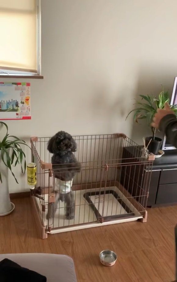 友達を誘うワンコ