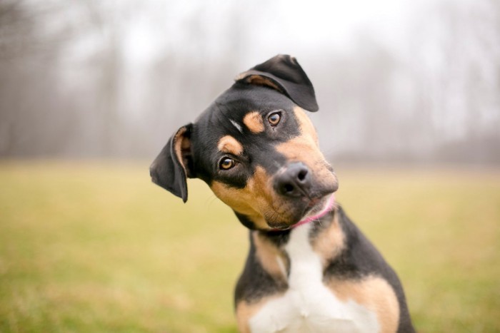 首を傾げる犬