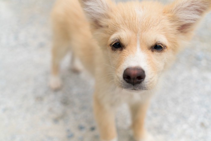 マズルが白い子犬