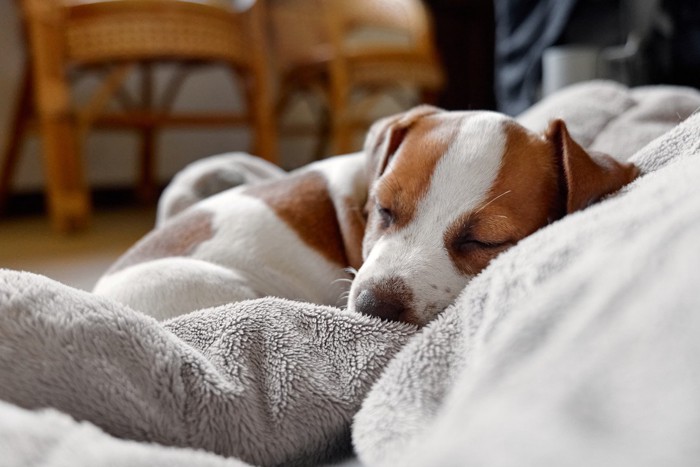 お気に入りの場所で寛ぐ犬