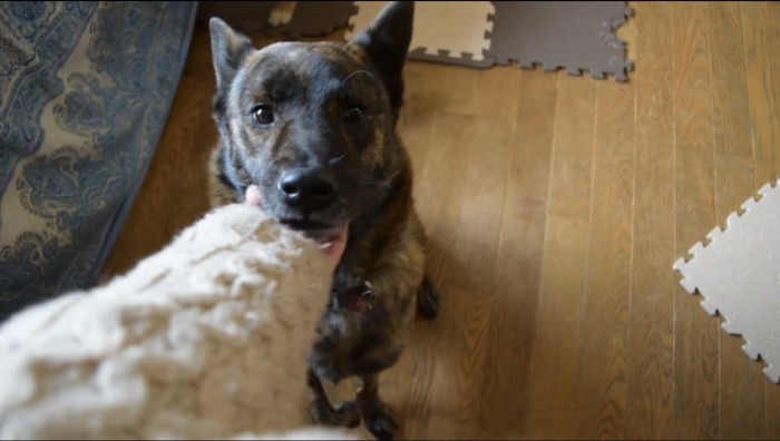 飼い主に撫でられる成犬