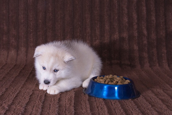 ドッグフードのそばに伏せる犬