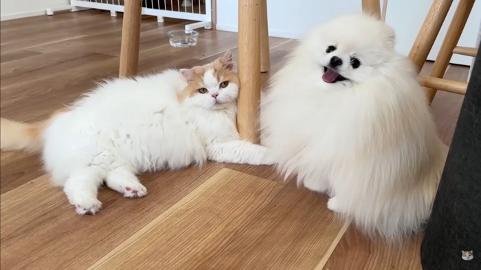 飼い主さんとポテチくん＆レモンさんの再会2