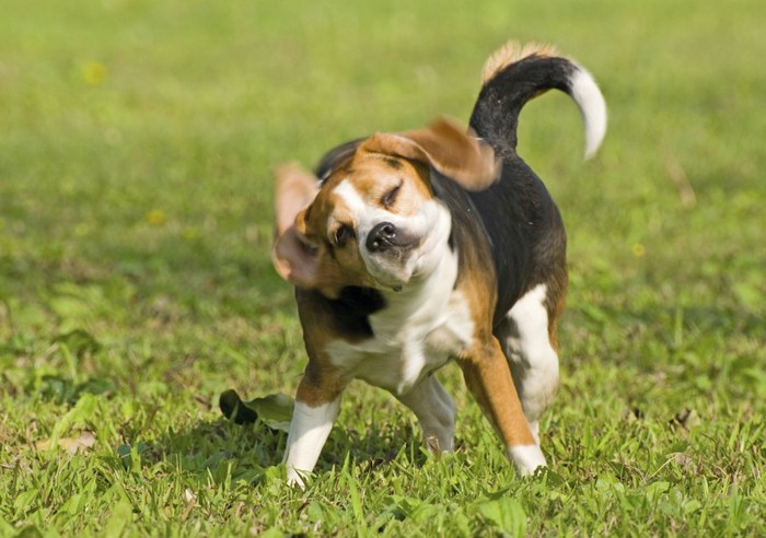 体を左右に振るビーグル犬