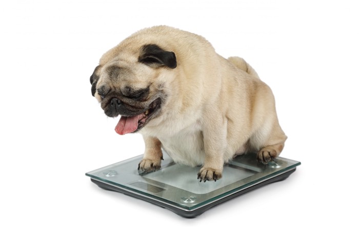 犬と体重計