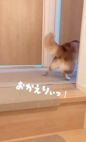 柴犬のお尻