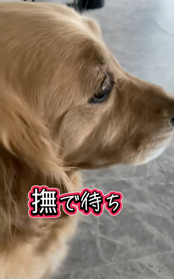 撫でられ待ちのメルちゃん