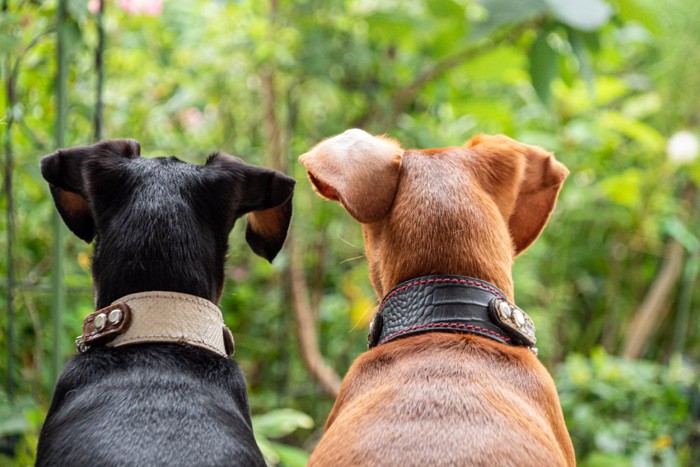 2頭の犬の後ろ姿