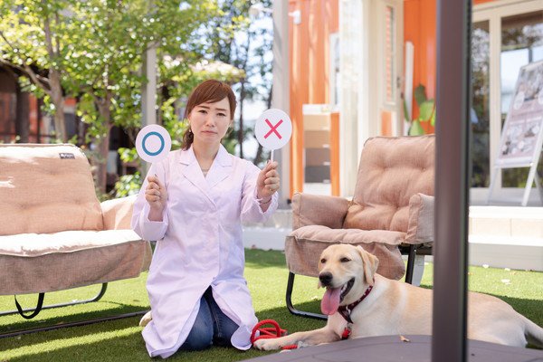 犬に揚げ物を食べさせていけない理由