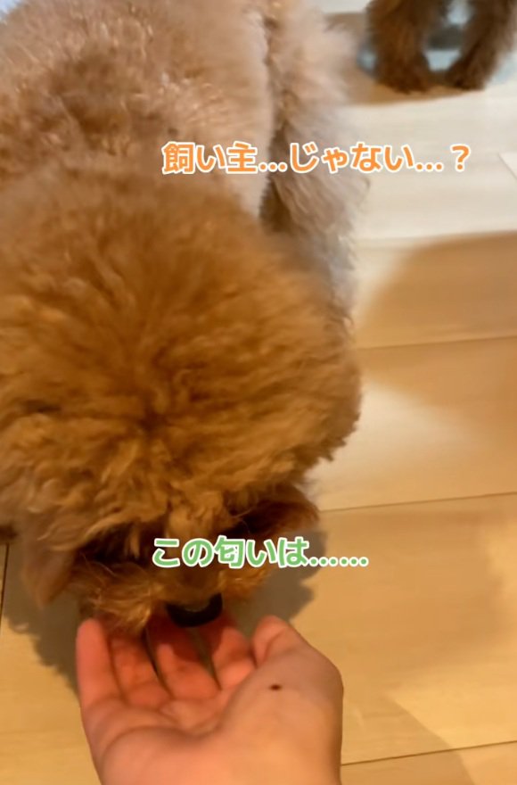 においを嗅ぐワンコ