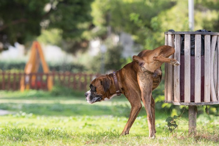 足を上げておしっこする犬