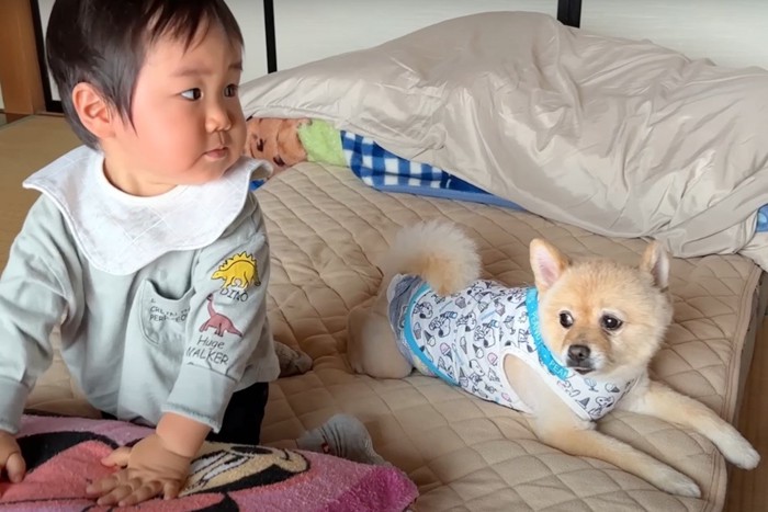 布団に乗る子供と犬