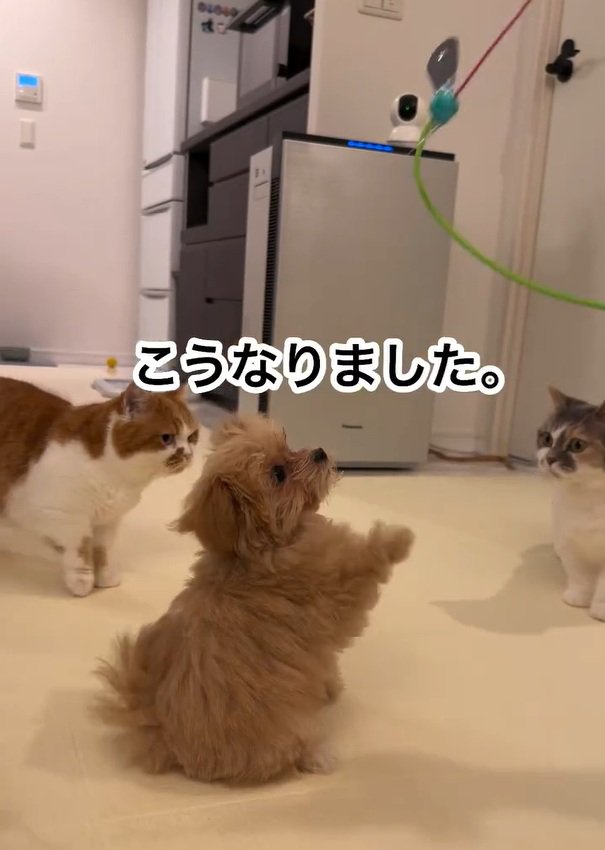 のえるちゃんと猫たち