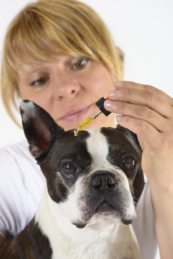 後ろから目薬をさされる犬