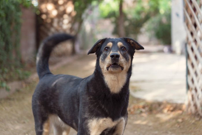 しっぽを振りながら見つめる犬