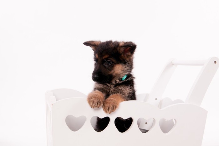 ベビーカーとシェパードの子犬