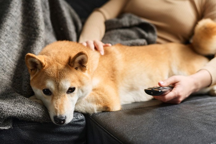 TVにうんざりしている犬