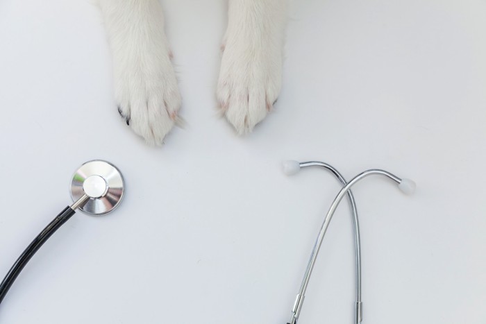 犬の足元に置かれた聴診器
