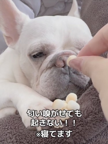 「ガチ寝」すぎて起きない