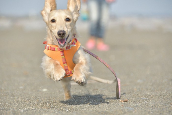 駆け出す犬