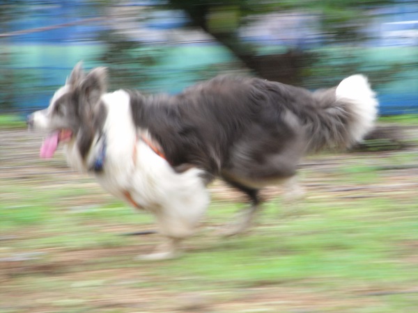 道路脇の菜園内で工事車両を追って走る愛犬