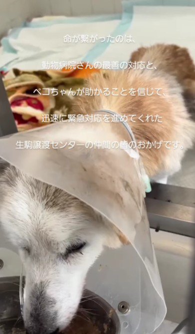 ご飯を食べられるほどに回復！
