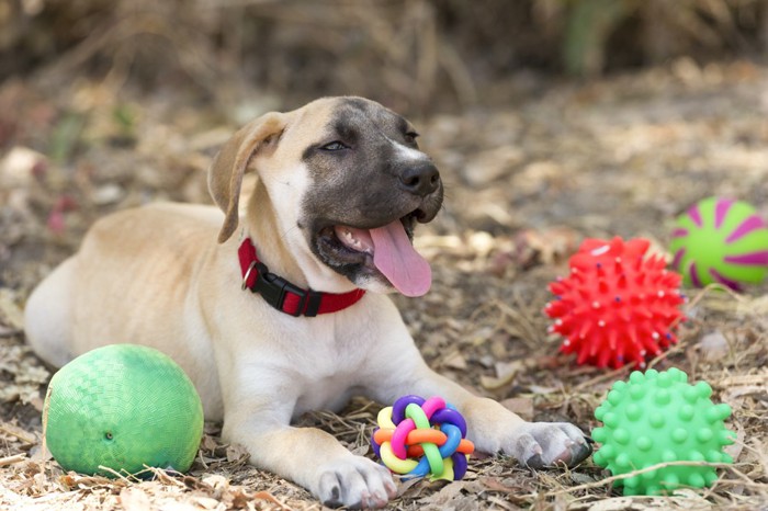 ボールに囲まれる犬